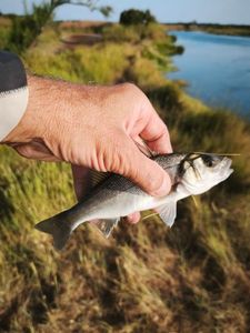 European Bass (Seabass)