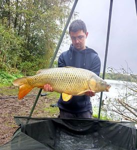 Common Carp