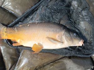 Mirror Carp