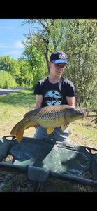 Common Carp