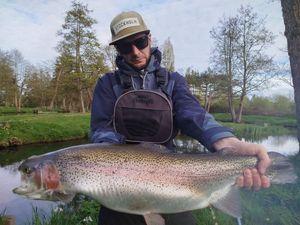 Rainbow Trout