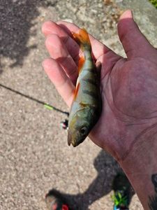European Perch