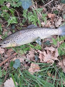 Brown Trout
