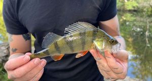 European Perch