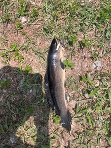 Poisson-Castor (Amie Chauve)