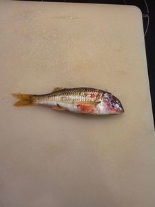 Surmullet