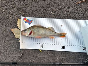 Yellow Perch