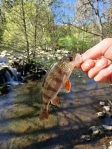 European Perch