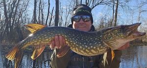 Northern Pike