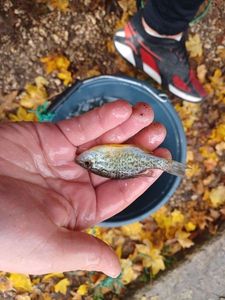 Pumpkinseed