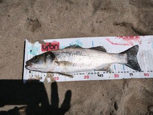 European Bass (Seabass)