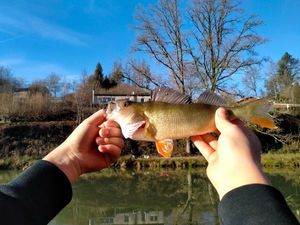 European Perch