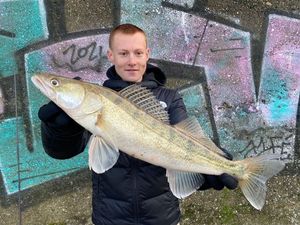 Zander