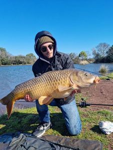 Common Carp