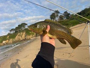 Ballan Wrasse