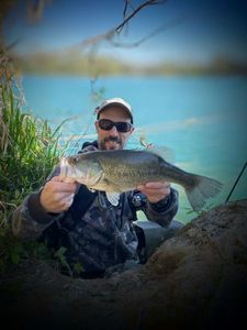 Largemouth Bass
