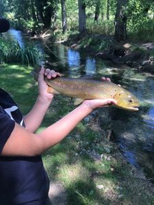 Brown Trout