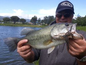 Largemouth Bass