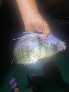 White Seabream