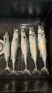 Mackerel