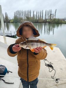 European Perch