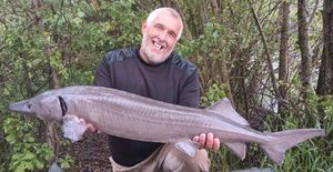 Siberian Sturgeon