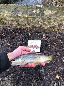 Brown Trout