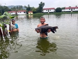 Siamese Giant Carp