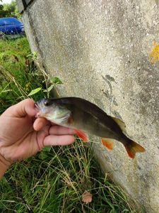 European Perch