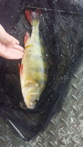 European Perch