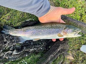 Rainbow Trout