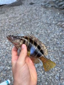 Ballan Wrasse