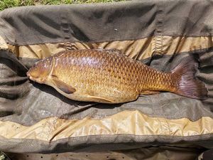 Common Carp