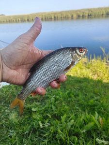 Roach