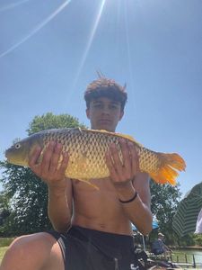 Common Carp