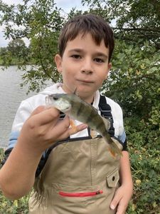 European Perch