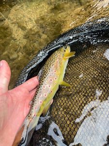 Brown Trout
