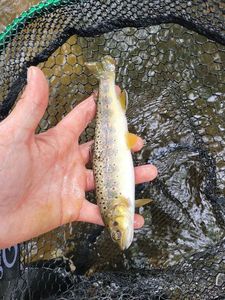 Brown Trout