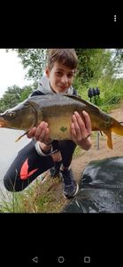 Mirror Carp
