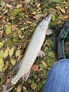 Northern Pike