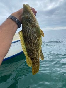 Ballan Wrasse