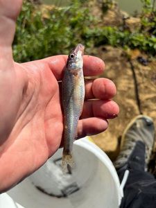 Gudgeon