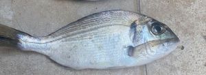 Gilthead Seabream
