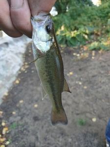 Largemouth Bass