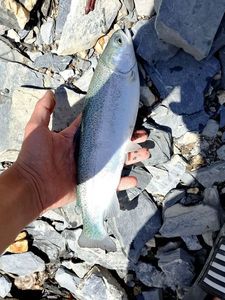 Rainbow Trout