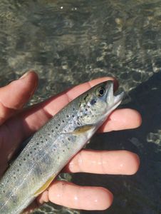 Brown Trout