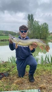 Northern Pike