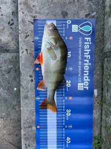 European Perch