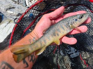 Brown Trout