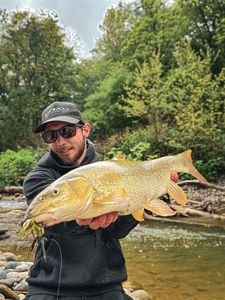 Barbel